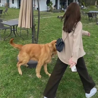 绘龙者